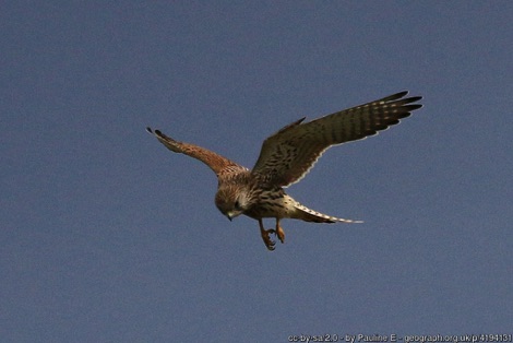 Kestrel hovering in the sky